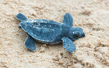 A turtle hatched from an egg crawls along the sand towards the ocean