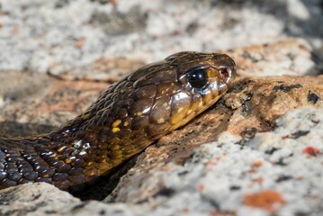 Obraz premium Close-up of a snake head on rocky terrain.