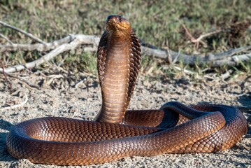 Fototapeta premium Cobra poised with expanded hood on sandy terrain.