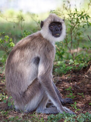 A monkey is sitting on the ground in a grassy area
