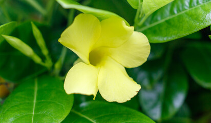 A yellow flower with a green stem