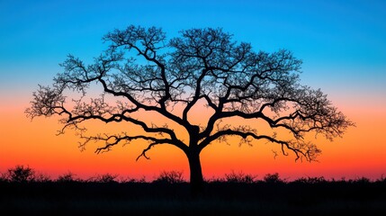 Obraz premium Majestic tree at colorful sunset