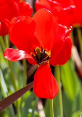 Naklejka premium A red flower with a yellow center is in the foreground of a green background