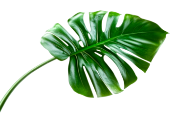 Tropical monstera leaf, green foliage nature, cut out transparent