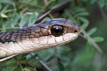 Obraz premium Snake head close-up in natural habitat.