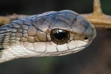 Fototapeta premium Snake head close-up with detailed scales and eye.
