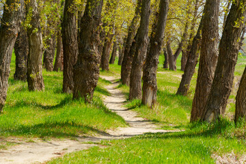 The forest and paths create a stunning natural scene, with beautiful spring landscapes featuring green grass and trees