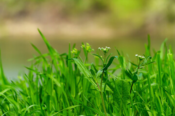 The wild flowers, with their breathtaking scenery of woodland and meadow in spring, are a sight to see. The verdant foliage adds to the beauty of the scene