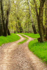 The forest and paths create a stunning natural scene, with beautiful spring landscapes featuring green grass and trees