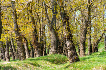 The picturesque spring scenery in the verdant woodland, with the sunbeams filtering through the foliage onto the verdant ground.