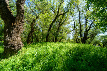 Obraz premium The picturesque spring scenery in the verdant woodland, with the sunbeams filtering through the foliage onto the verdant ground.