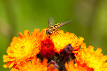 Marmalade Hoverfly on Devil's Paintbrush flower