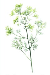 Fototapeta premium Delicate Dill Plant Watercolor Illustration on White Background Botanical Art