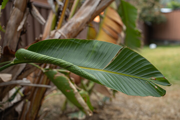 sick palm tree palm leaves dried palm tree