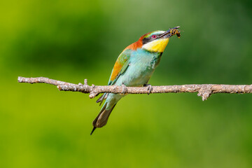 European bee-eater (Merops apiaster) perched with a wasp in its beak