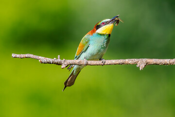 Fototapeta premium European bee-eater (Merops apiaster) perched with a wasp in its beak