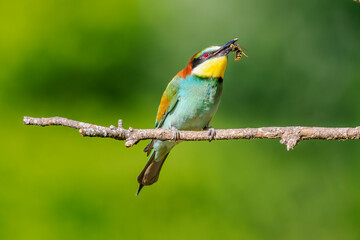 European bee-eater (Merops apiaster) perched with a wasp in its beak