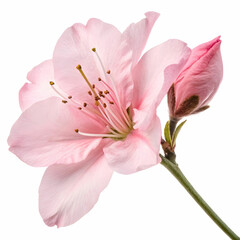 Naklejka premium A delicate pink flower isolated on a white background, highlighting its soft petals and natural elegance.