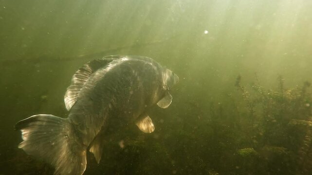 A large mirror carp &ndash; Cyprinus carpio &ndash; glides gracefully in side profile through green, brackish water, its distinctive scales reflecting the diffuse light in a murky freshwater habitat.