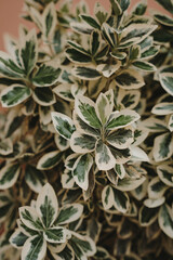 Close-Up of Variegated Green and White Leaves