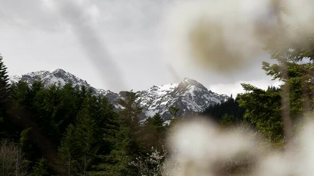 View on the snow capped mountain at the start of spring with bloomed flowers in the foreground, shot in French Pyrenees close to the lac de Payolle, an artificial lake.