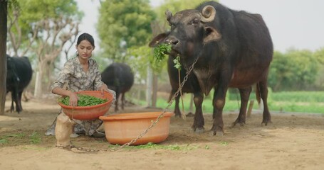 Indian young adult gen z woman lady sitting giving grass to buffalo asian alone villager teen age girl smiling using plastic bowl do hand feeding caring of pet in outdoor garden