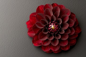 An exotic red dahlia flower stands out when isolated on a black background