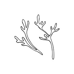 Hand Drawn Seaweed Illustration – Minimal Line Art