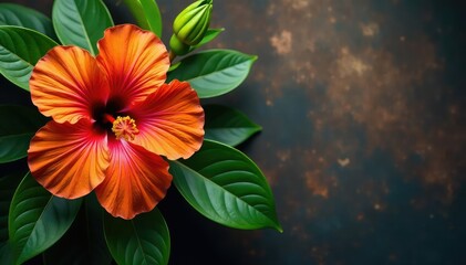 Bold hibiscus blooms, lush tropical leaves, vibrant orange hues, backdrop, pattern
