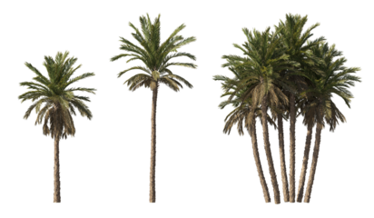Realistic greenery tropical trees collection on transparent backgrounds. high quality 3d rendering. png format	