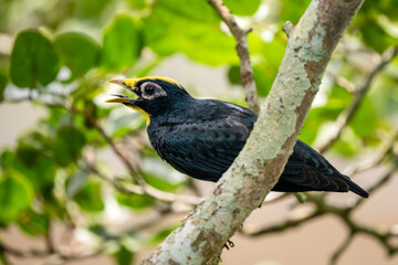 Golden-crested Myna - Ampeliceps coronatus, beautiful colored starling from Asian lowland forests and moist forests, India.