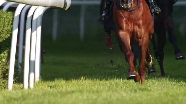 Equestrian race on a grassy course with horses jumping obstacles, captured in super slow motion showing fine muscle and ground details.
