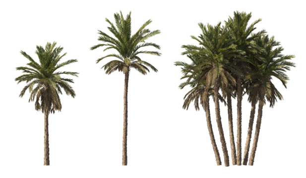 Realistic greenery tropical trees collection on transparent backgrounds. high quality 3d rendering. png format	