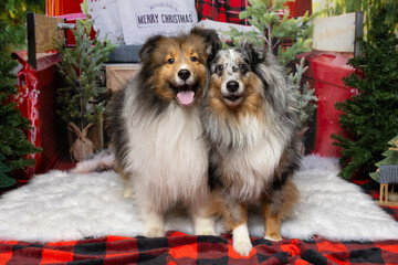 Shelties in Cozy Christmas Setting