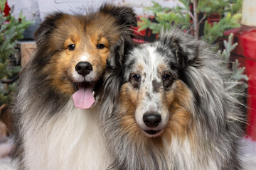 Two Shetland Sheepdogs in Holiday Setting