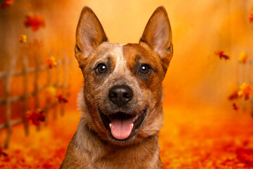 Smiling Dog in Autumn Leaves Portrait