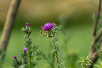 Purple thistle blooms amidst green foliage in a sunlit field during summer