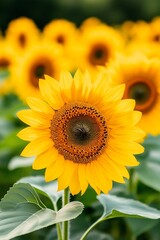 Obraz premium Sunflower field under bright blue sky with sun rays. Summer harvest and agriculture concept. Image for poster, banner, greeting card and social media post with copy space.