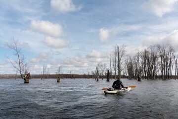 Man in a kayak floating under blue sky with puffy clouds among tall trees in a flooded forest.