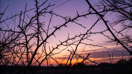 Intricate Tree Branch Silhouettes Framing Gradient Sky Viewed from Below