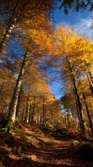 Fototapeta premium Canopy of Autumn Leaves Paints a Vivid Scene