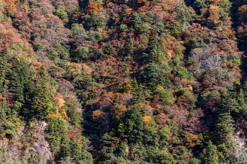 Colorful autumn forest background with layered trees in various shades of red, orange, green, and yellow ideal for seasonal nature-themed creative designs