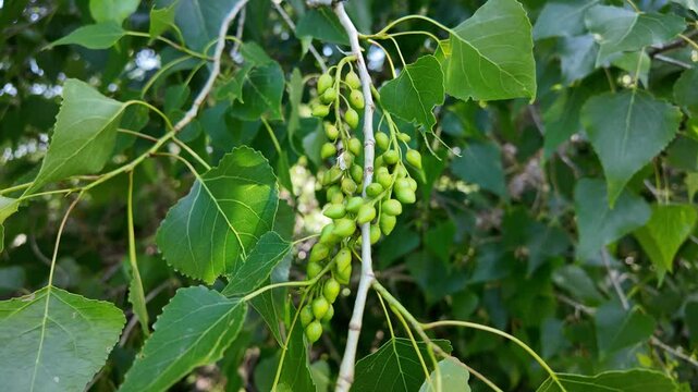 slow motion of a poplar branch. poplar blossoms in spring. P&oacute;pulus