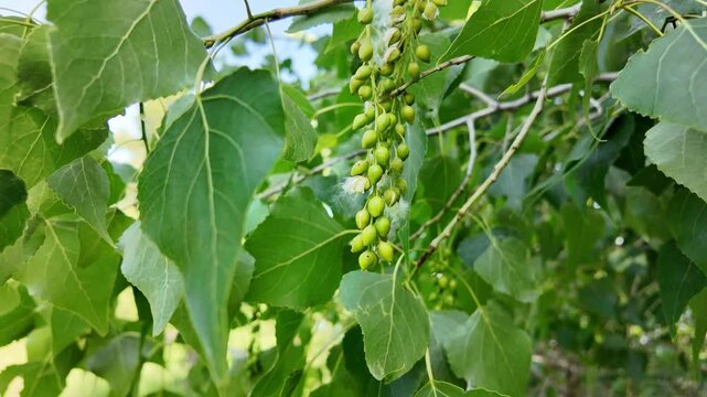 slow motion of a poplar branch. poplar blossoms in spring. P&oacute;pulus