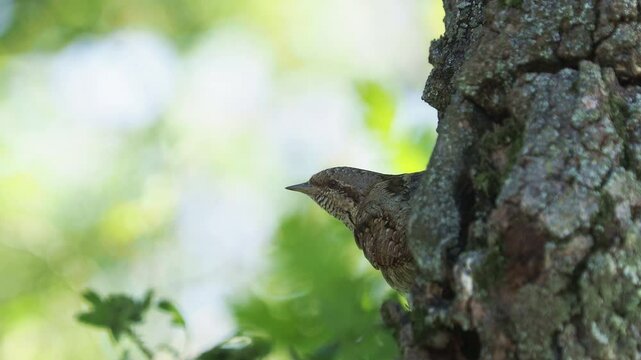 Wryneck calls its mate and it comes to the nest, Jynx torquilla