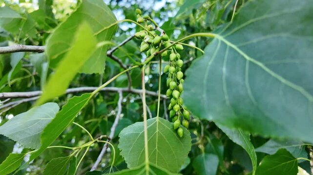 slow motion of a poplar branch. poplar blossoms in spring. P&oacute;pulus