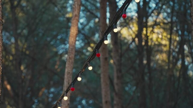 Close-up shot of hanging string lights in a forest, with soft natural background bokeh and no camera movement