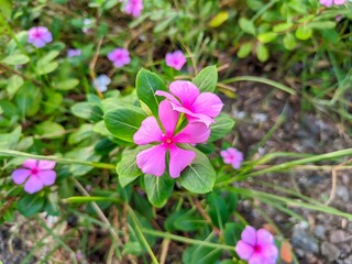 pink flowers in the garden