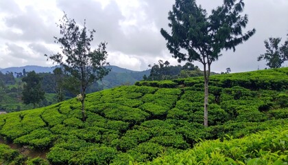 Lush green tea plantation terraces on a hillside under cloudy skies in nature