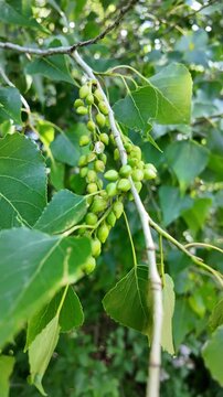 slow motion of a poplar branch. poplar blossoms in spring. P&oacute;pulus